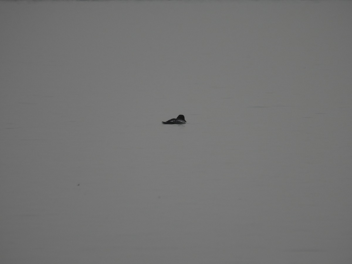 鵲鴨 - ML646468917