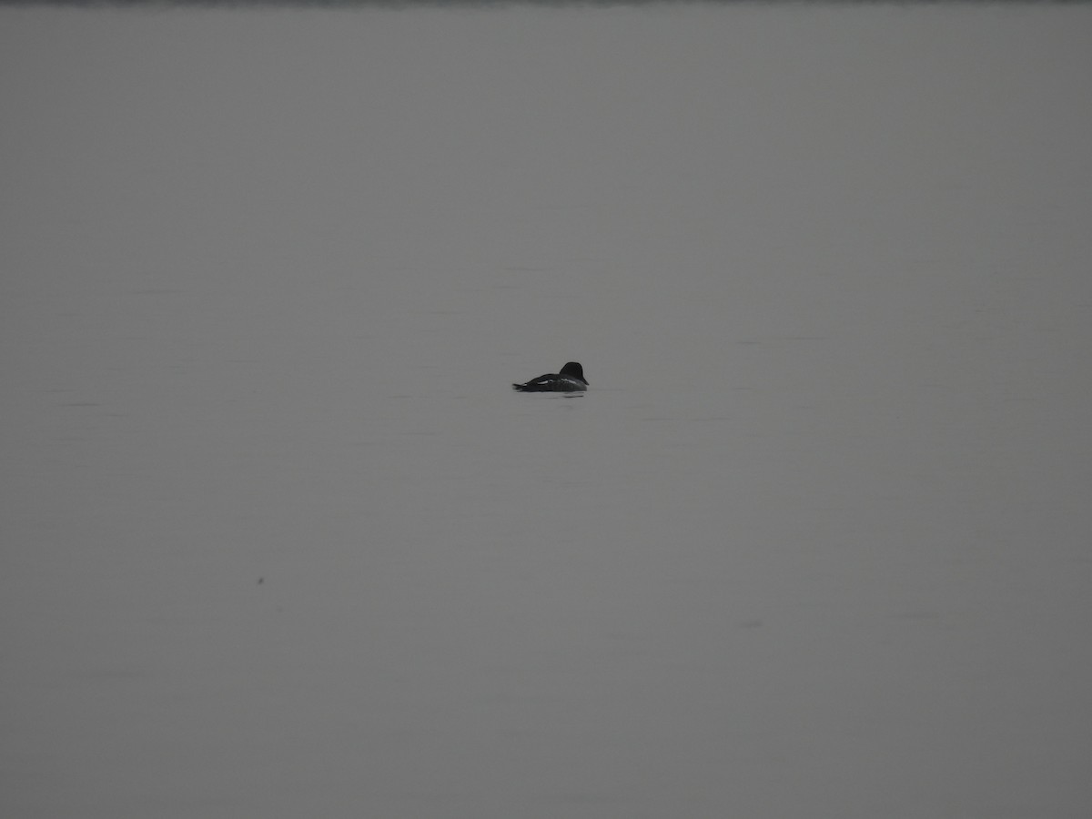 鵲鴨 - ML646468918