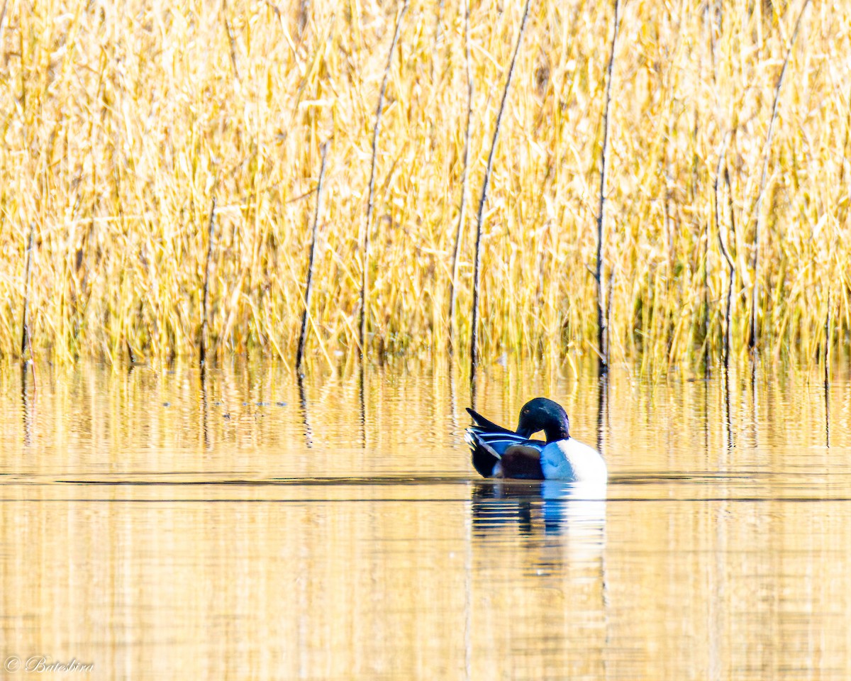 琵嘴鴨 - ML646468919