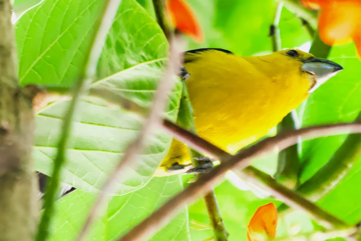 Golden Grosbeak - ML646468920
