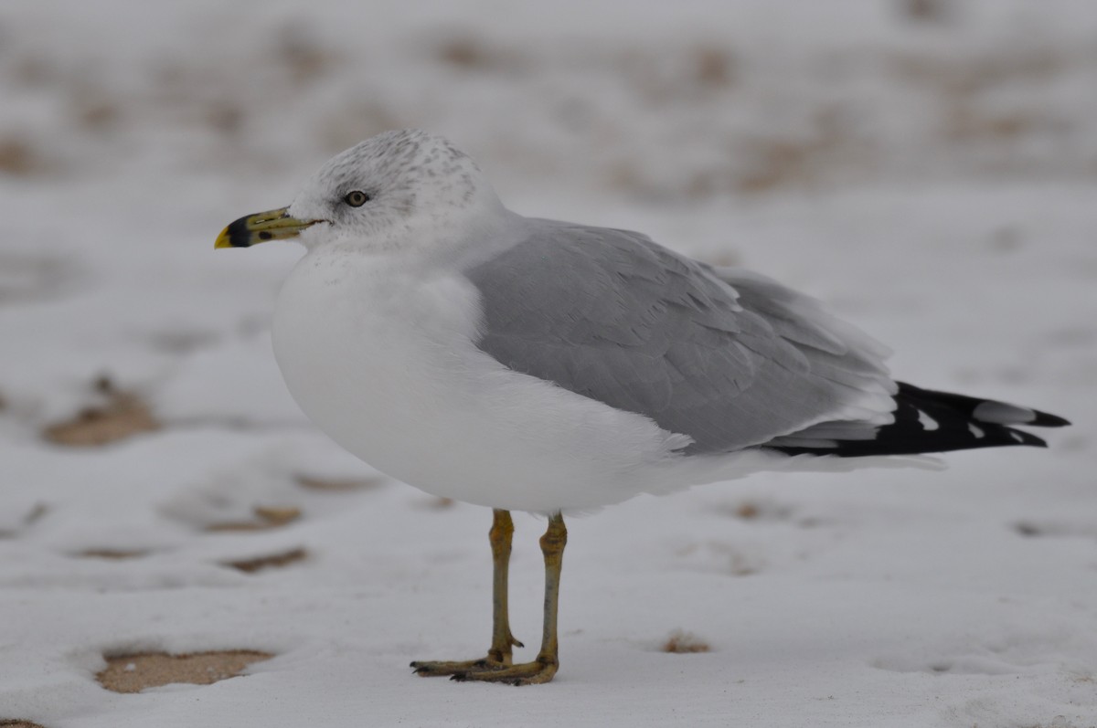 Ring-billed Gull - ML646468921