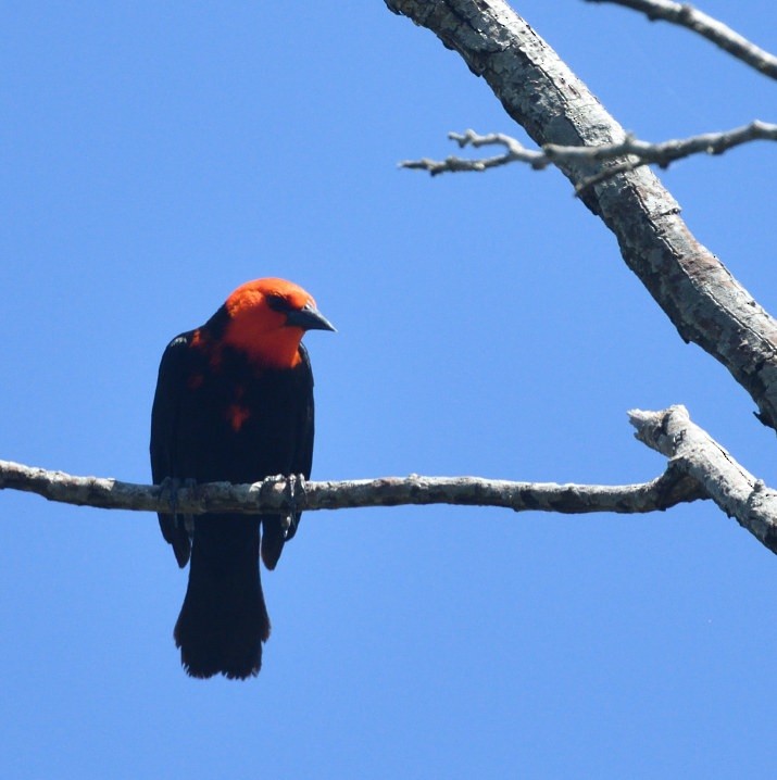 Scarlet-headed Blackbird - ML646468924