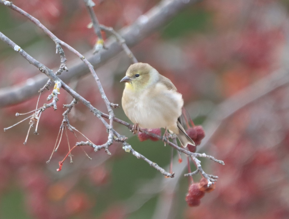 American Goldfinch - ML646468926