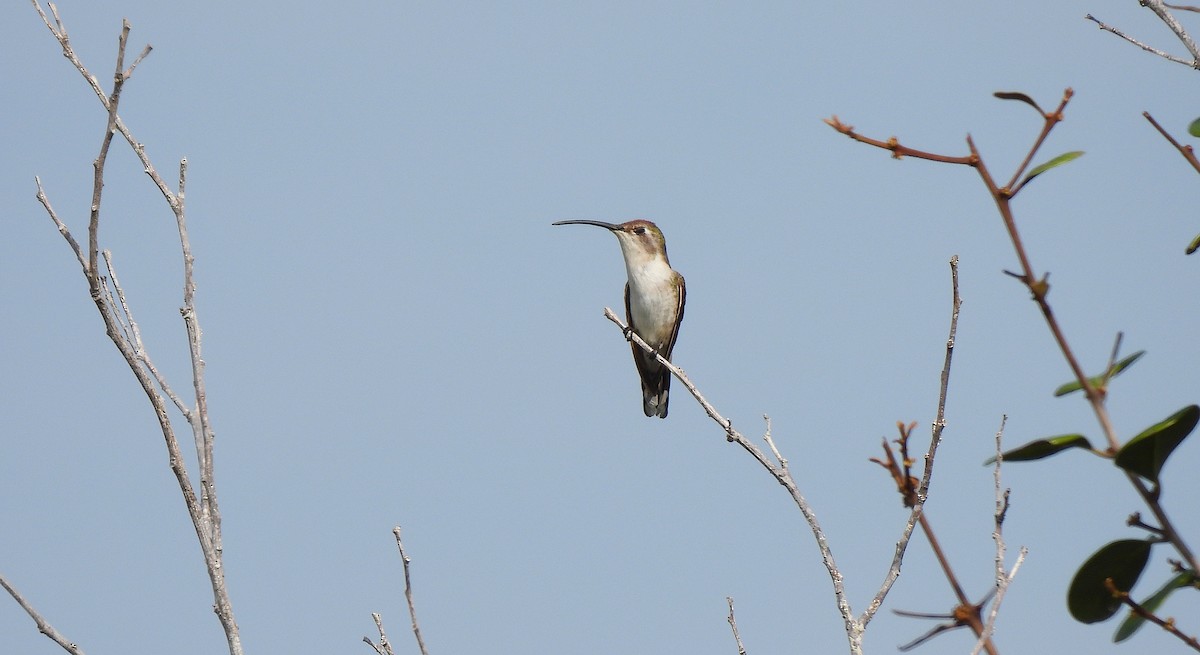 オビロエンビハチドリ - ML646468927