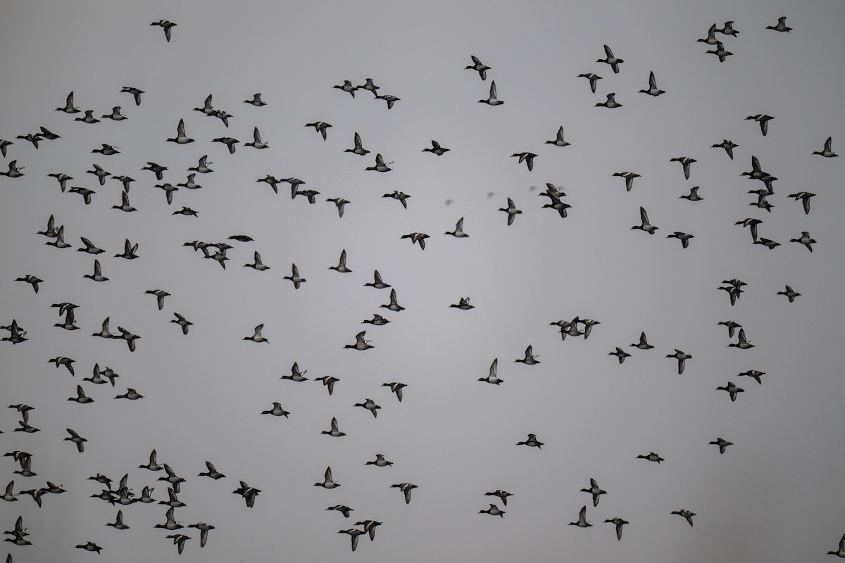 斑背潛鴨 - ML646468928