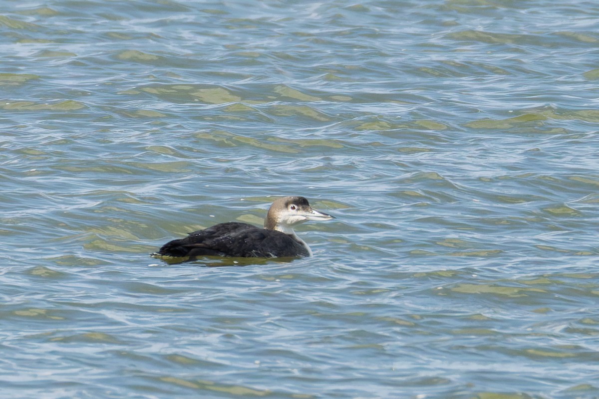 Common Loon - ML646468930