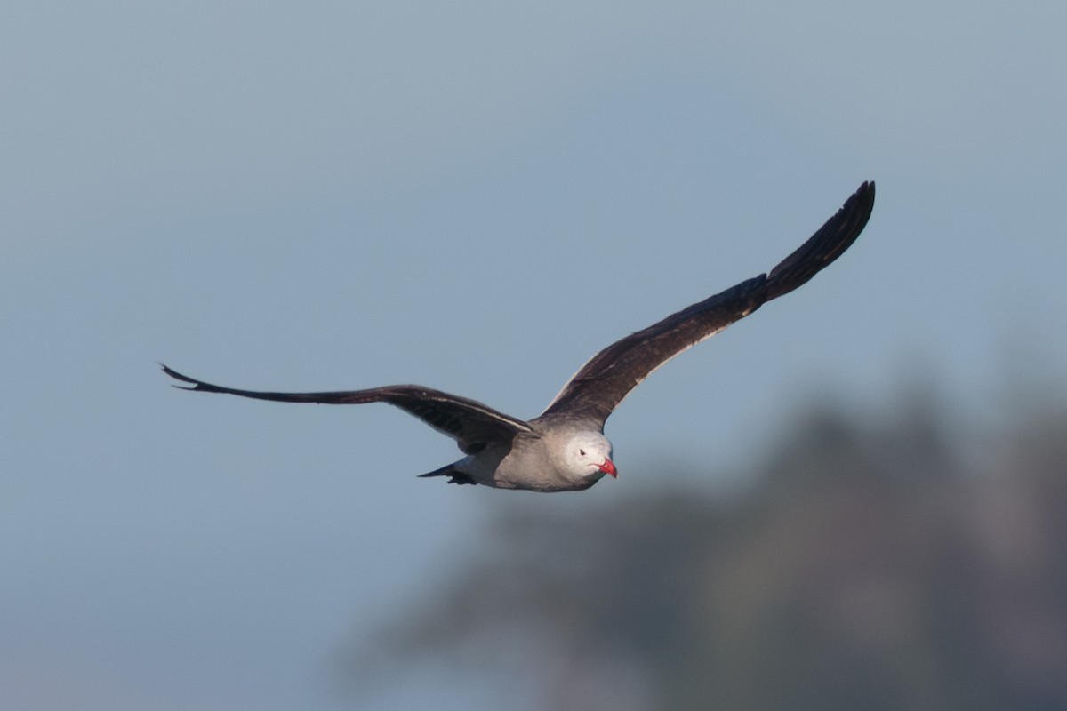 Heermann's Gull - ML646468934