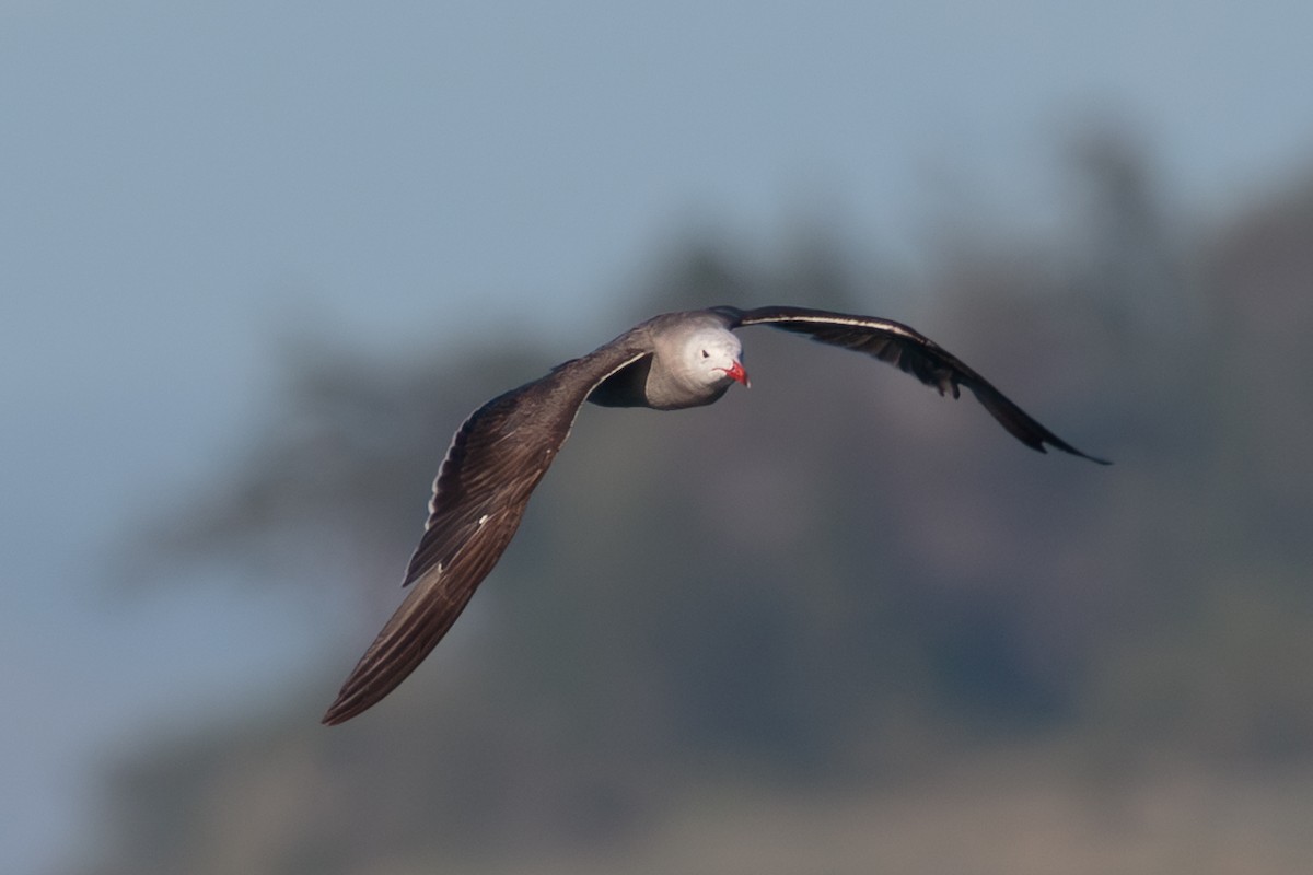 Heermann's Gull - ML646468935