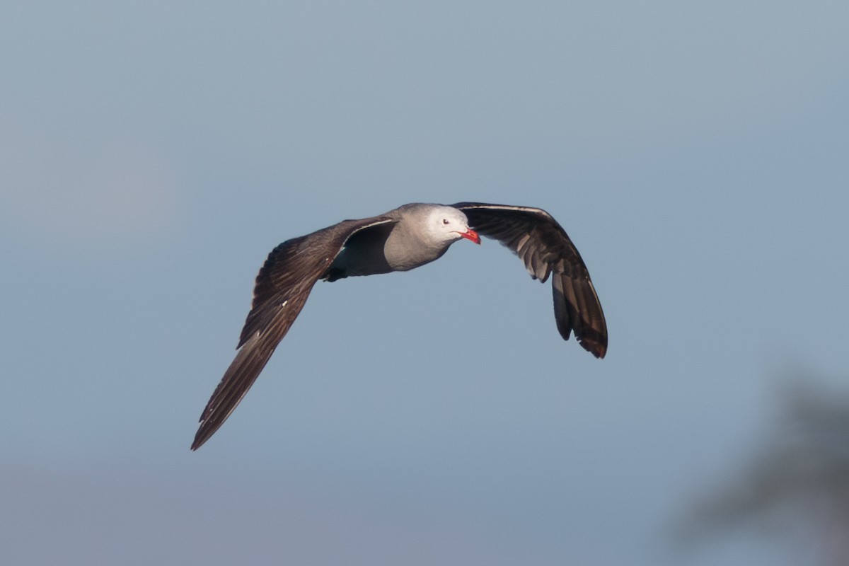 Heermann's Gull - ML646468936