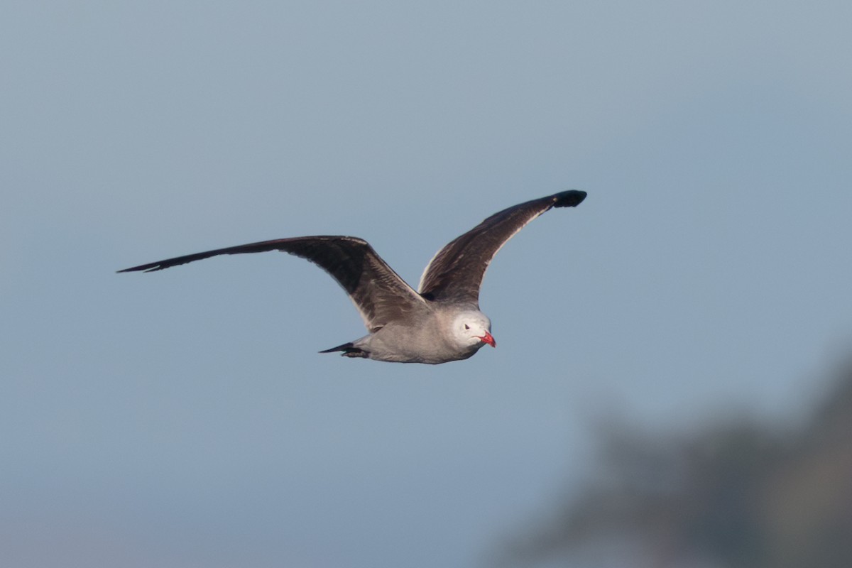 Heermann's Gull - ML646468937