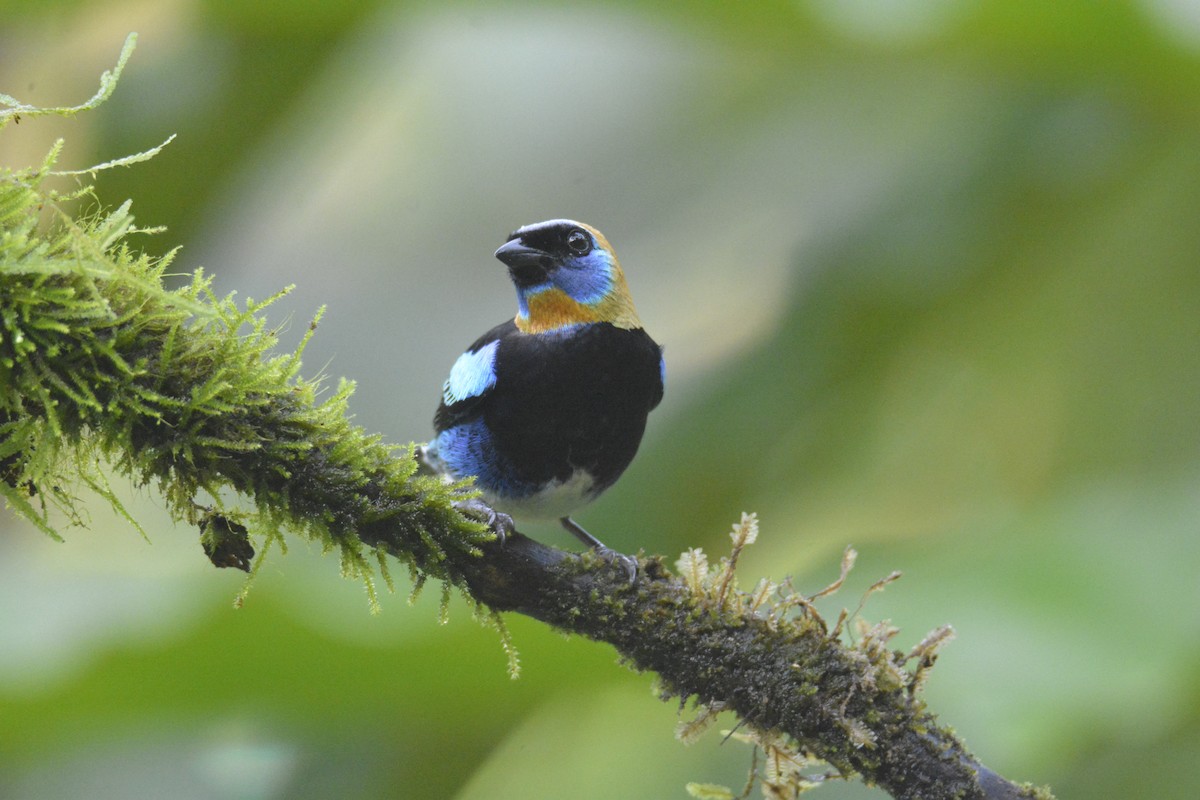 Golden-hooded Tanager - ML646468938