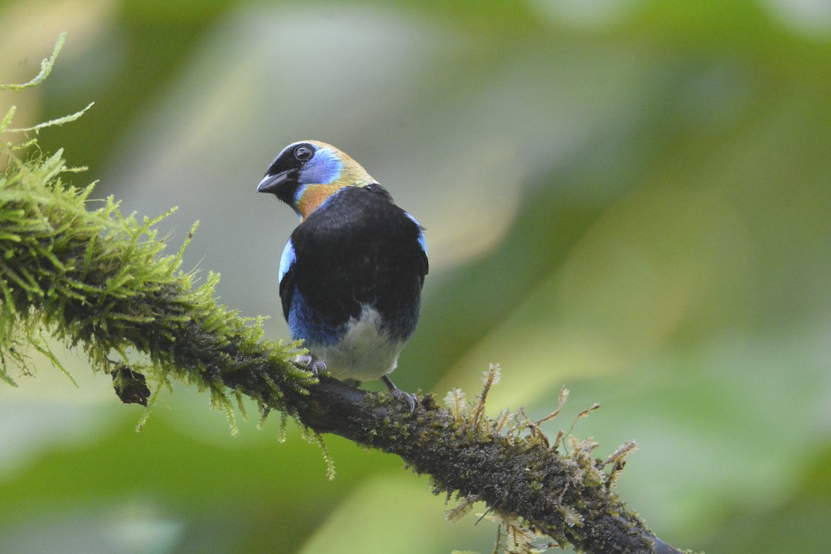 Golden-hooded Tanager - ML646468939
