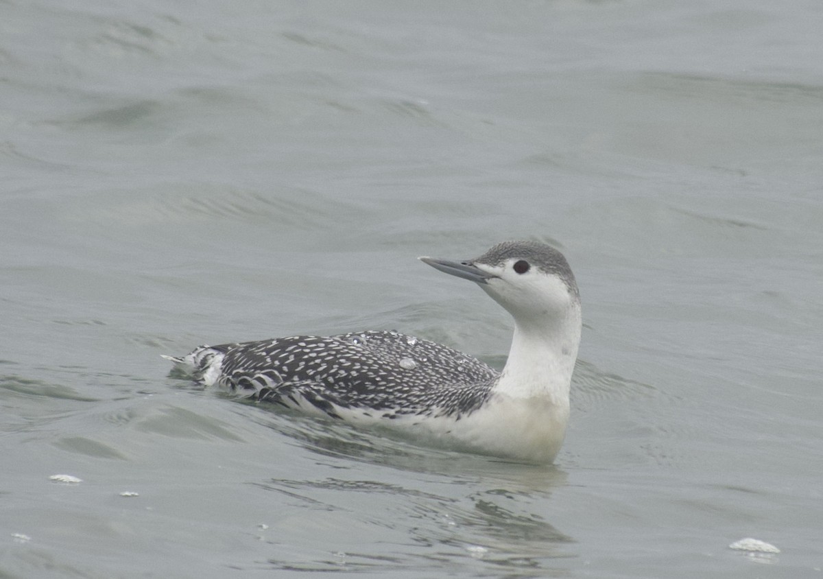 紅喉潛鳥 - ML646468940