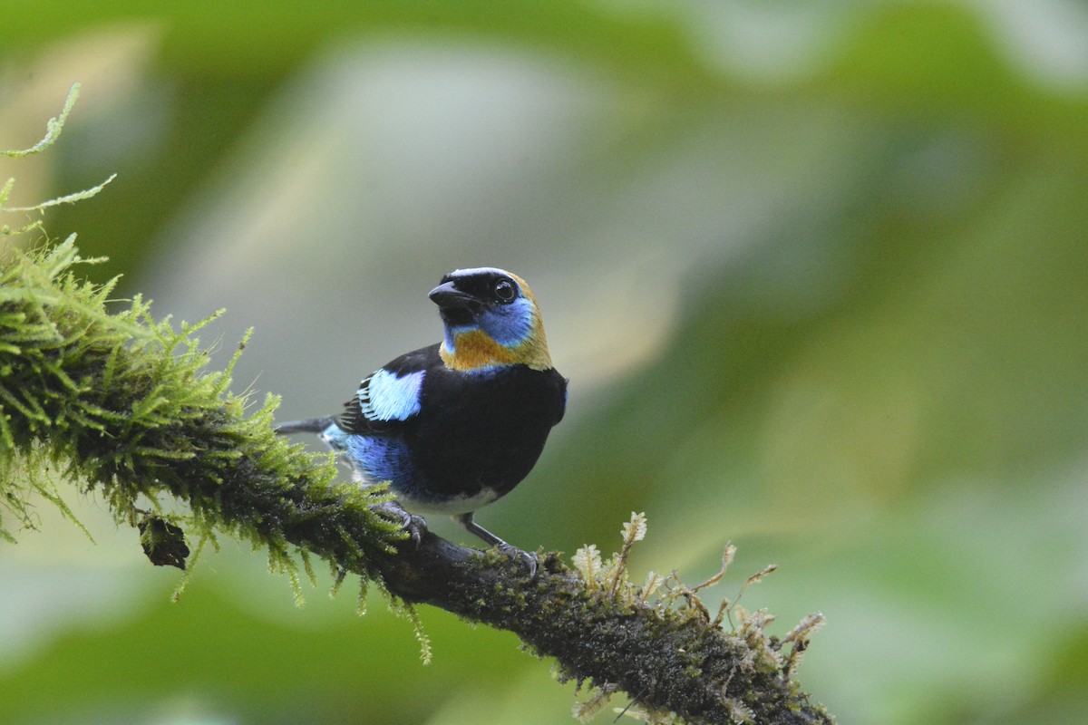 Golden-hooded Tanager - ML646468941