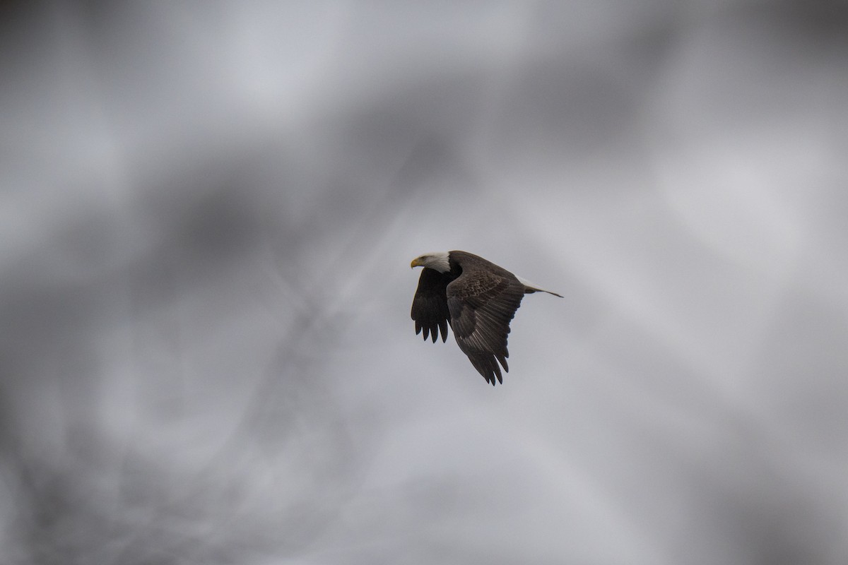 Bald Eagle - ML646468942