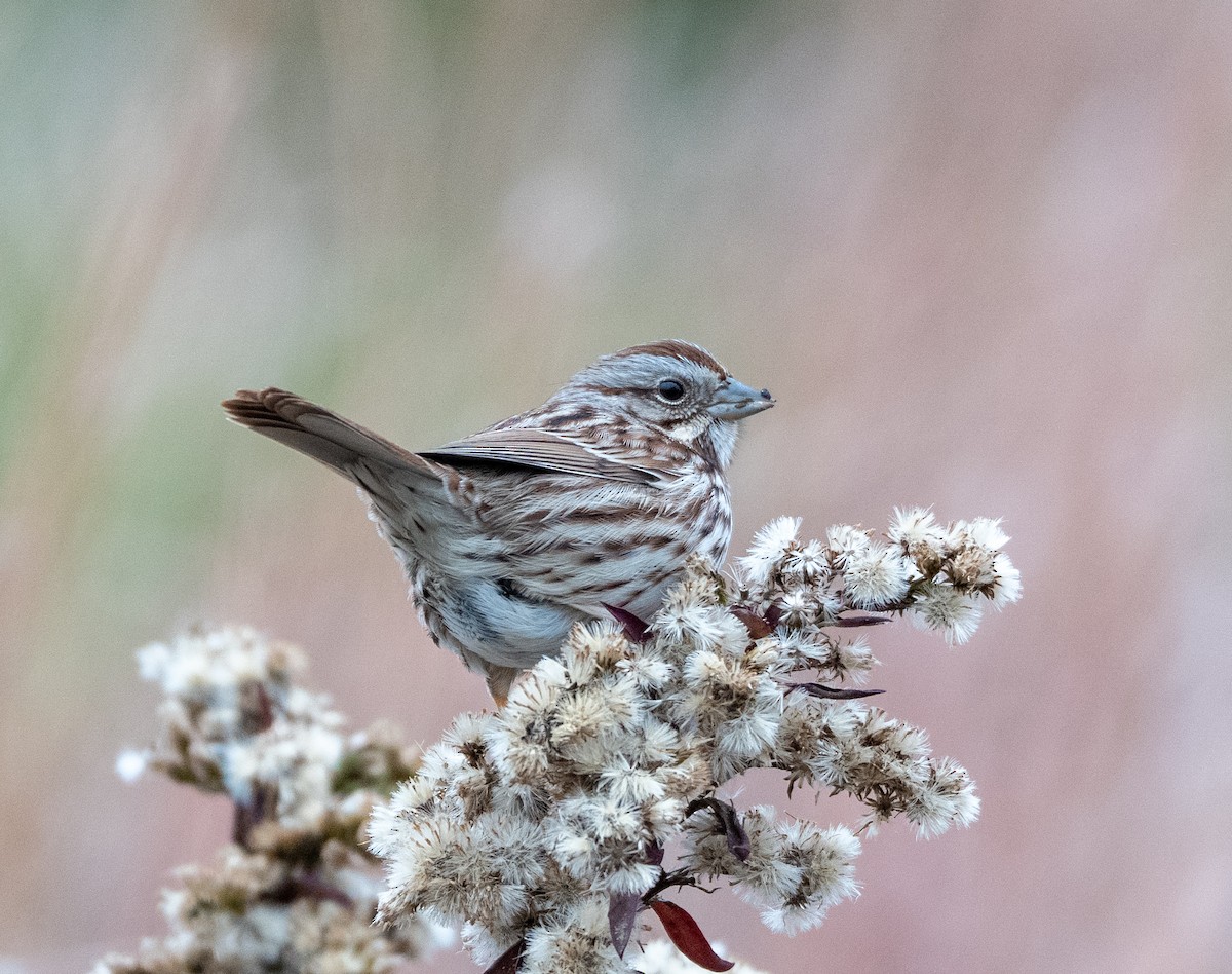 Song Sparrow - ML646468943