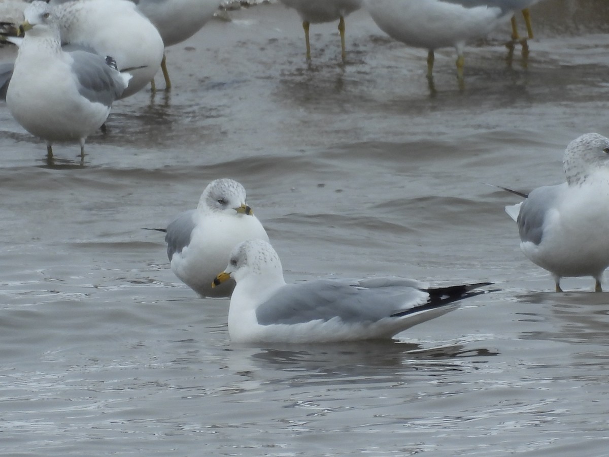 Ring-billed Gull - ML646468946