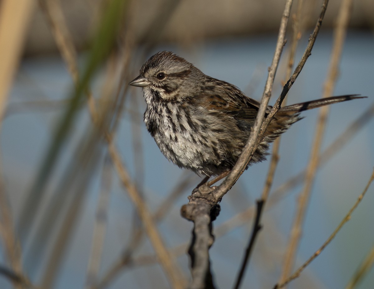 Bruant chanteur - ML646468948