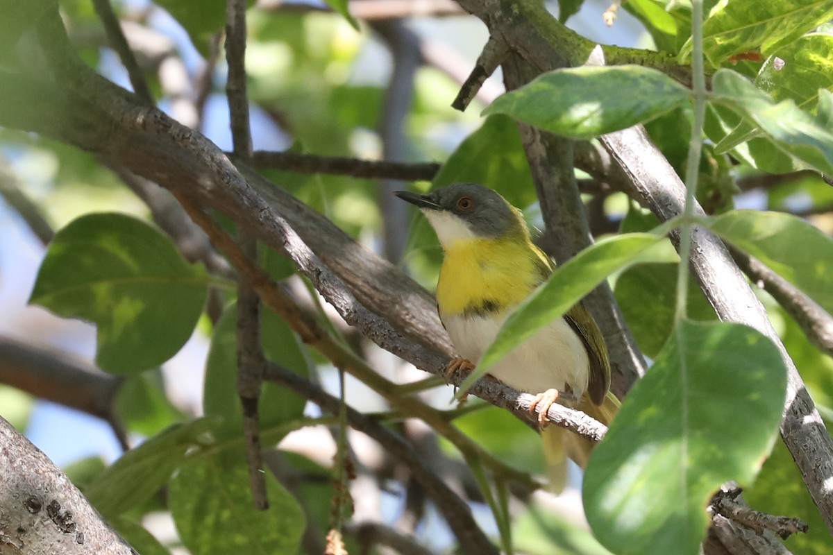 Желтогрудый апалис - ML646468951