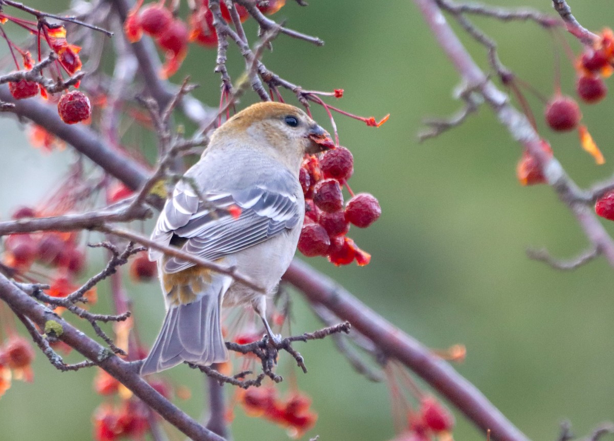 Pine Grosbeak - ML646468953