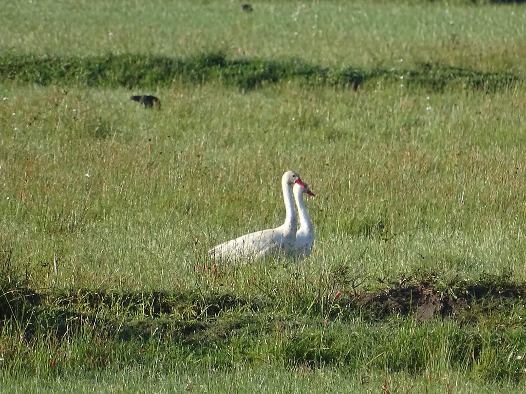 カモハクチョウ - ML646468955