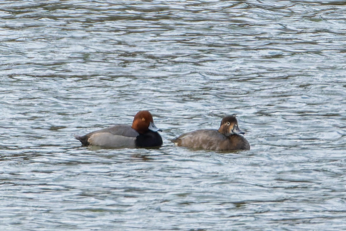 Redhead - ML646468956