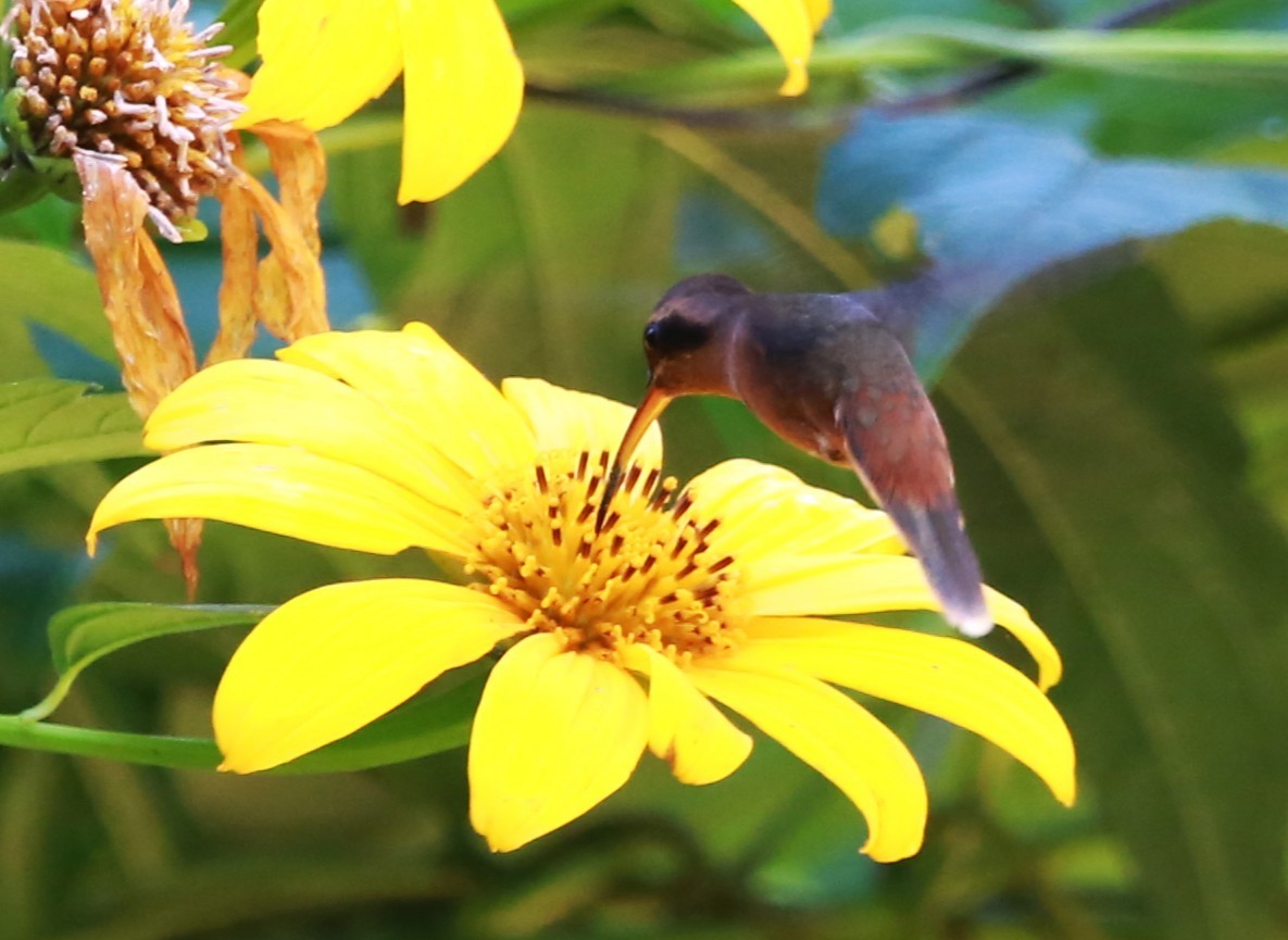 Stripe-throated Hermit - ML646468960