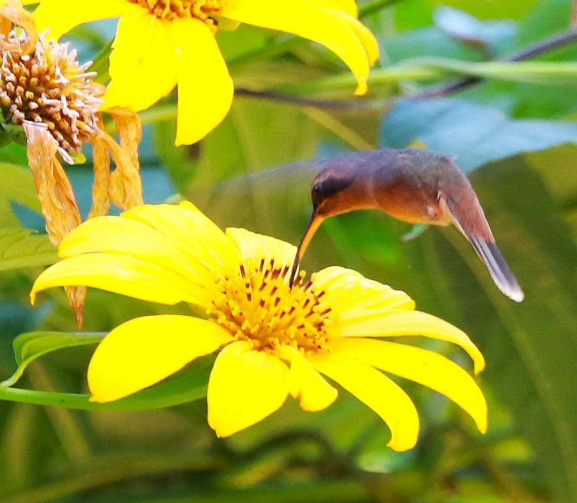 Stripe-throated Hermit - ML646468961