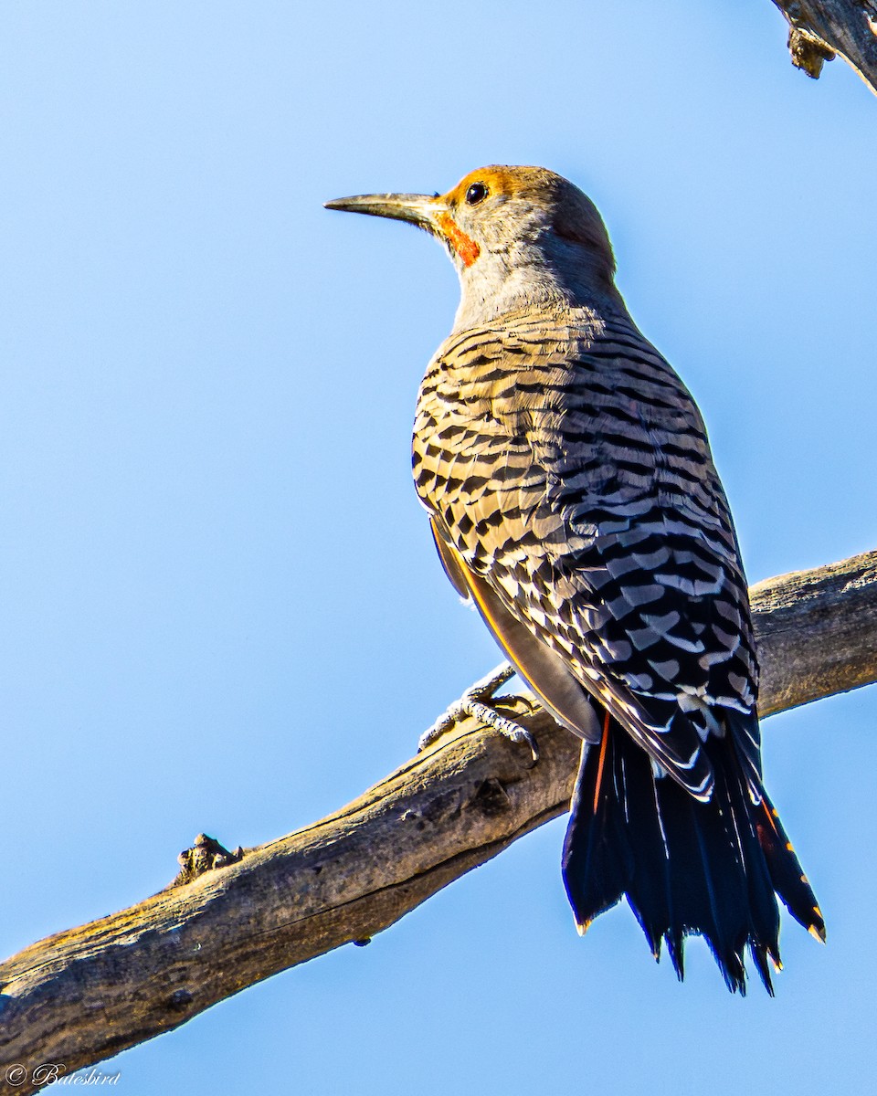 Northern Flicker (Yellow-shafted x Red-shafted) - ML646468962