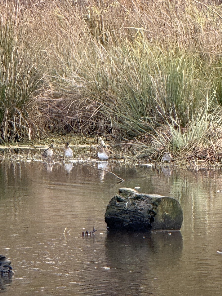 Wilson's Snipe - ML646468964