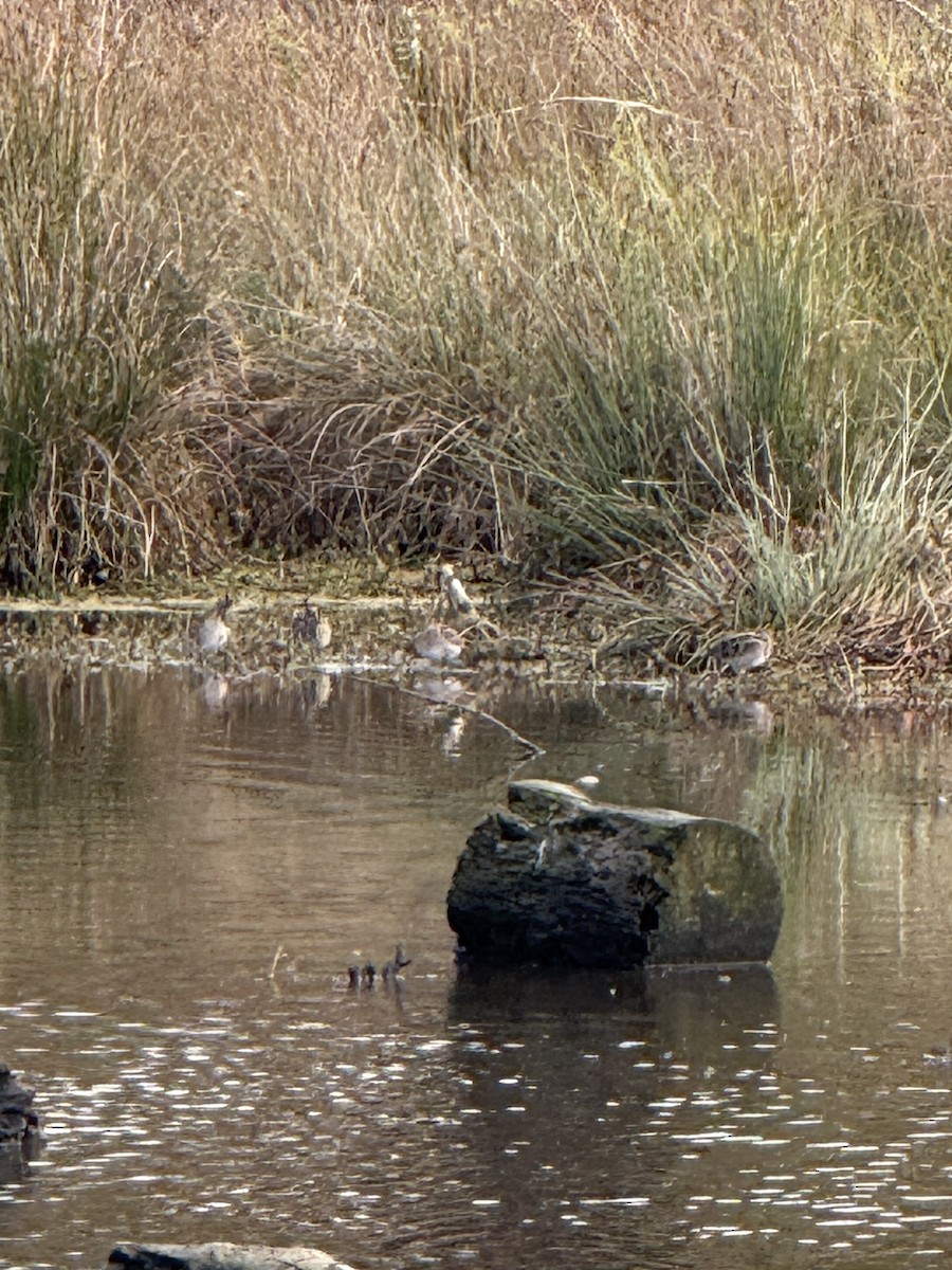 Wilson's Snipe - ML646468965