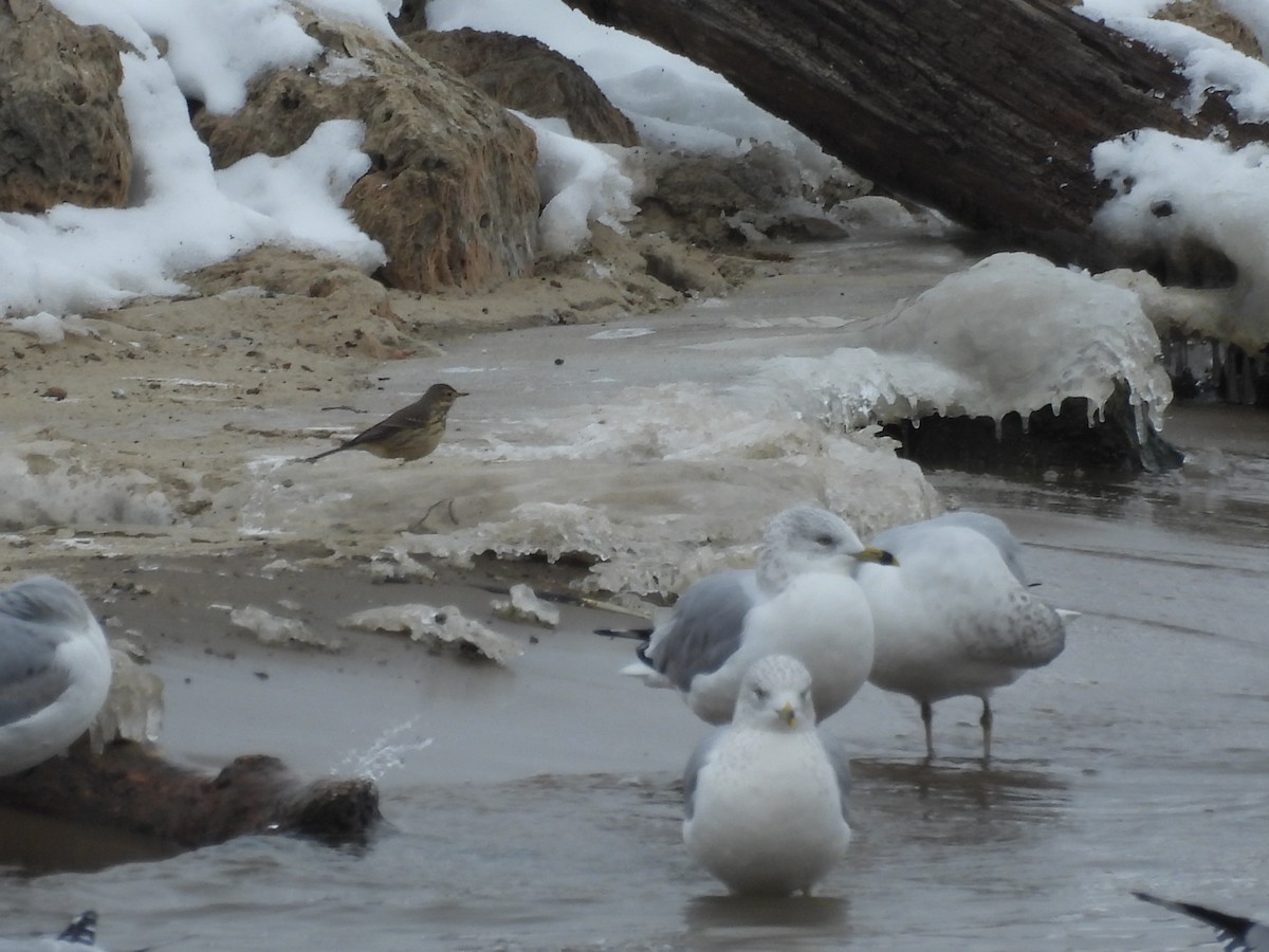 American Pipit - ML646468966