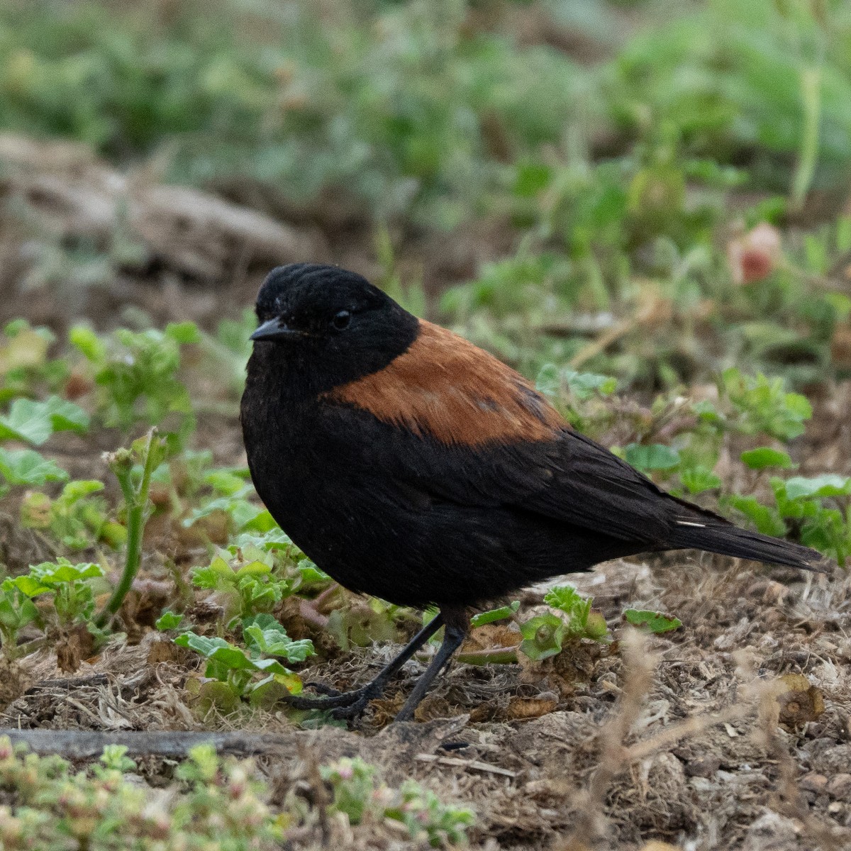 Austral Negrito - ML646468974