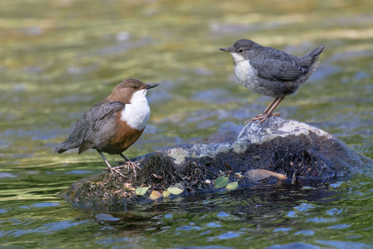 skorec vodní - ML646468975