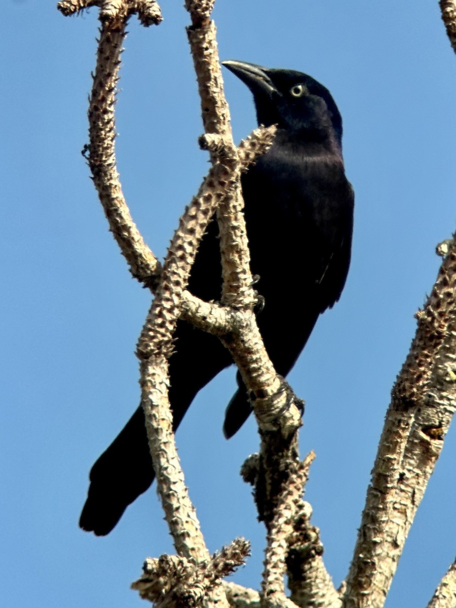 Common Grackle - ML646468976