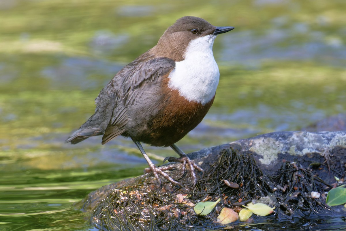 skorec vodní - ML646468977