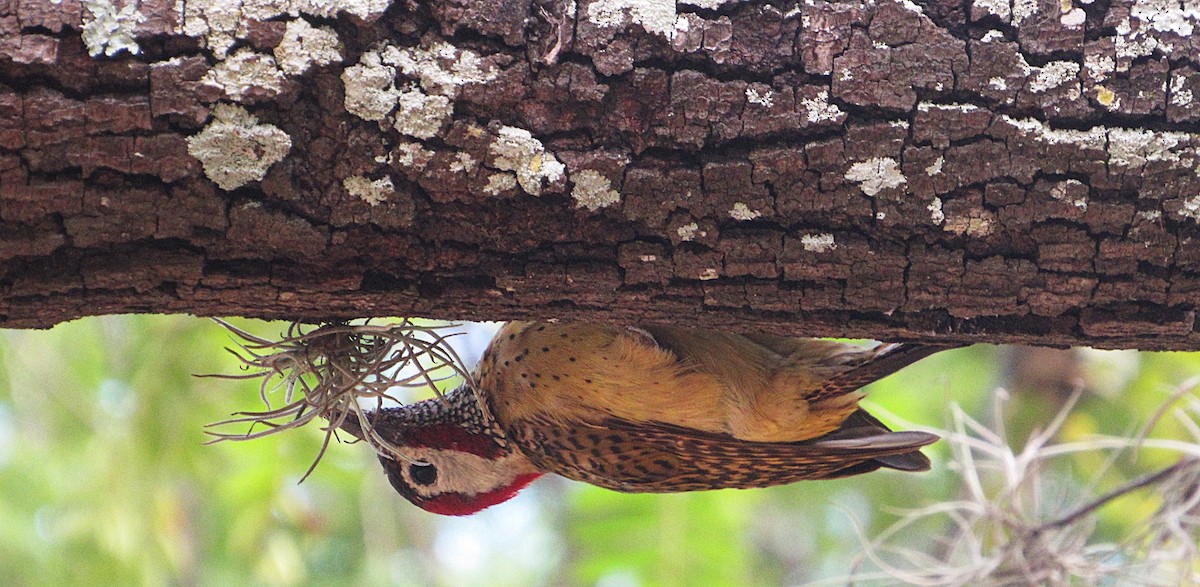 ヒメシマオゲラ - ML646468978