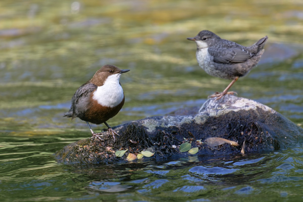 skorec vodní - ML646468979