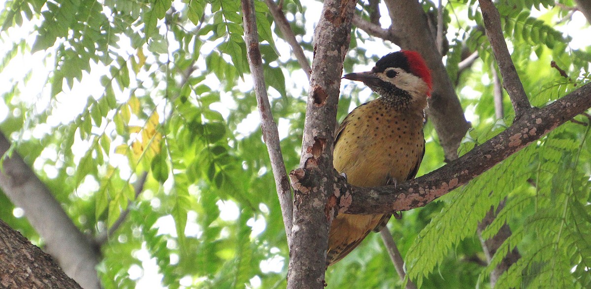 ヒメシマオゲラ - ML646468981