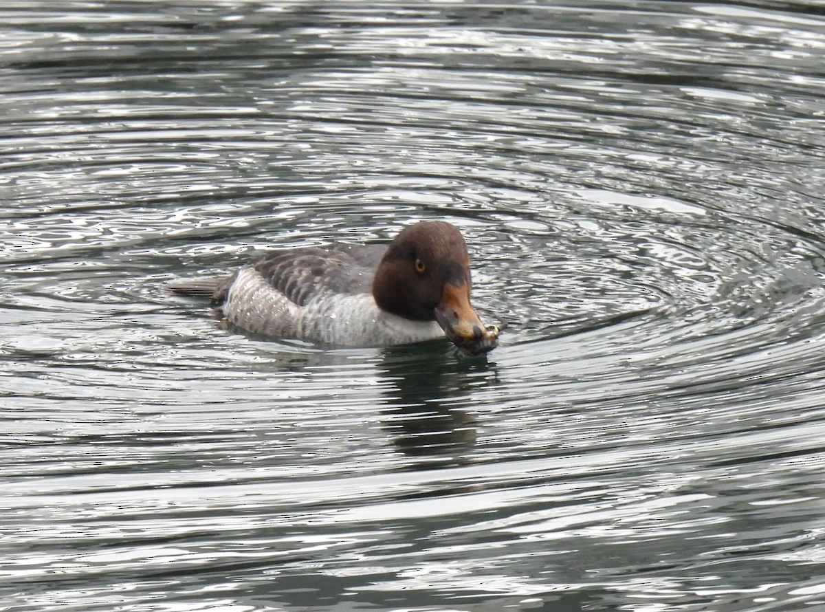 Barrow's Goldeneye - ML646468982