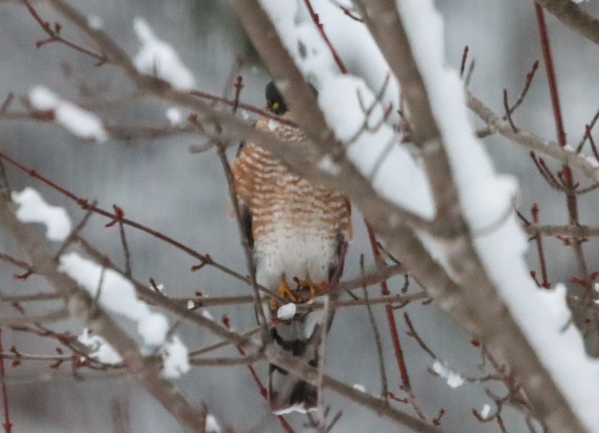 Sharp-shinned Hawk - ML646468991