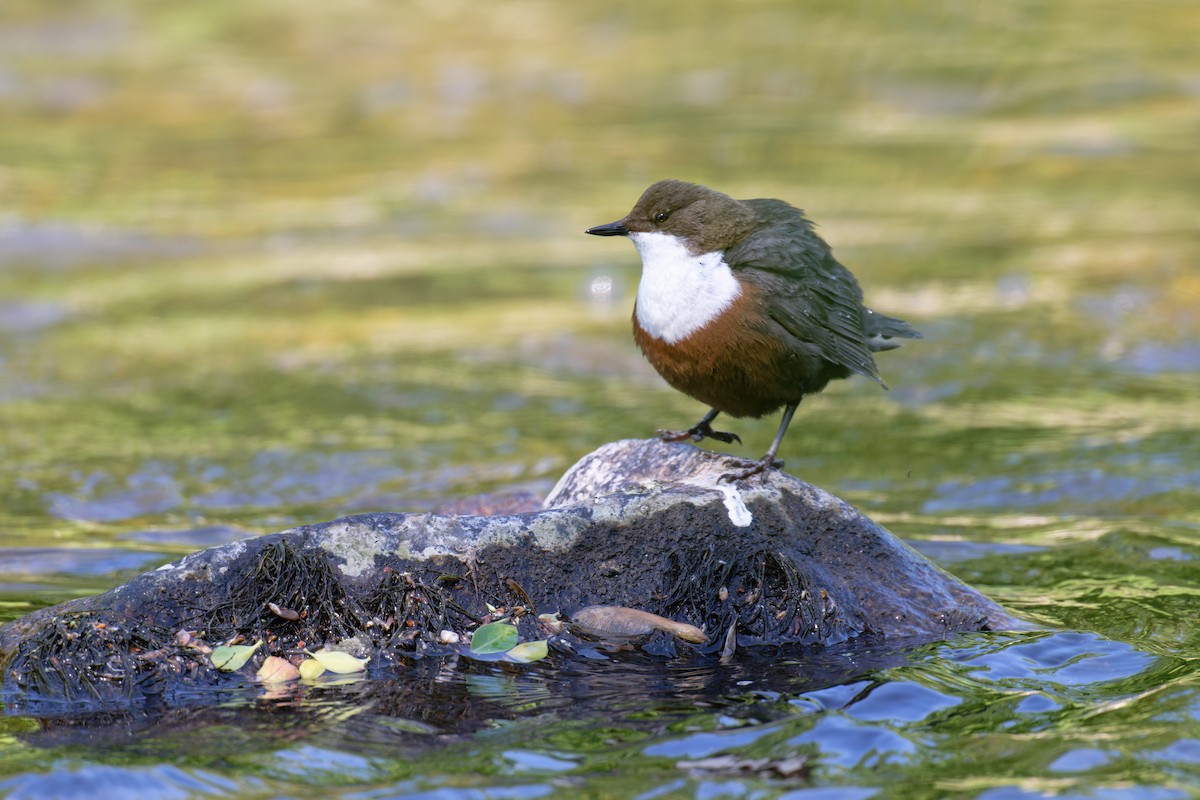 skorec vodní - ML646468998