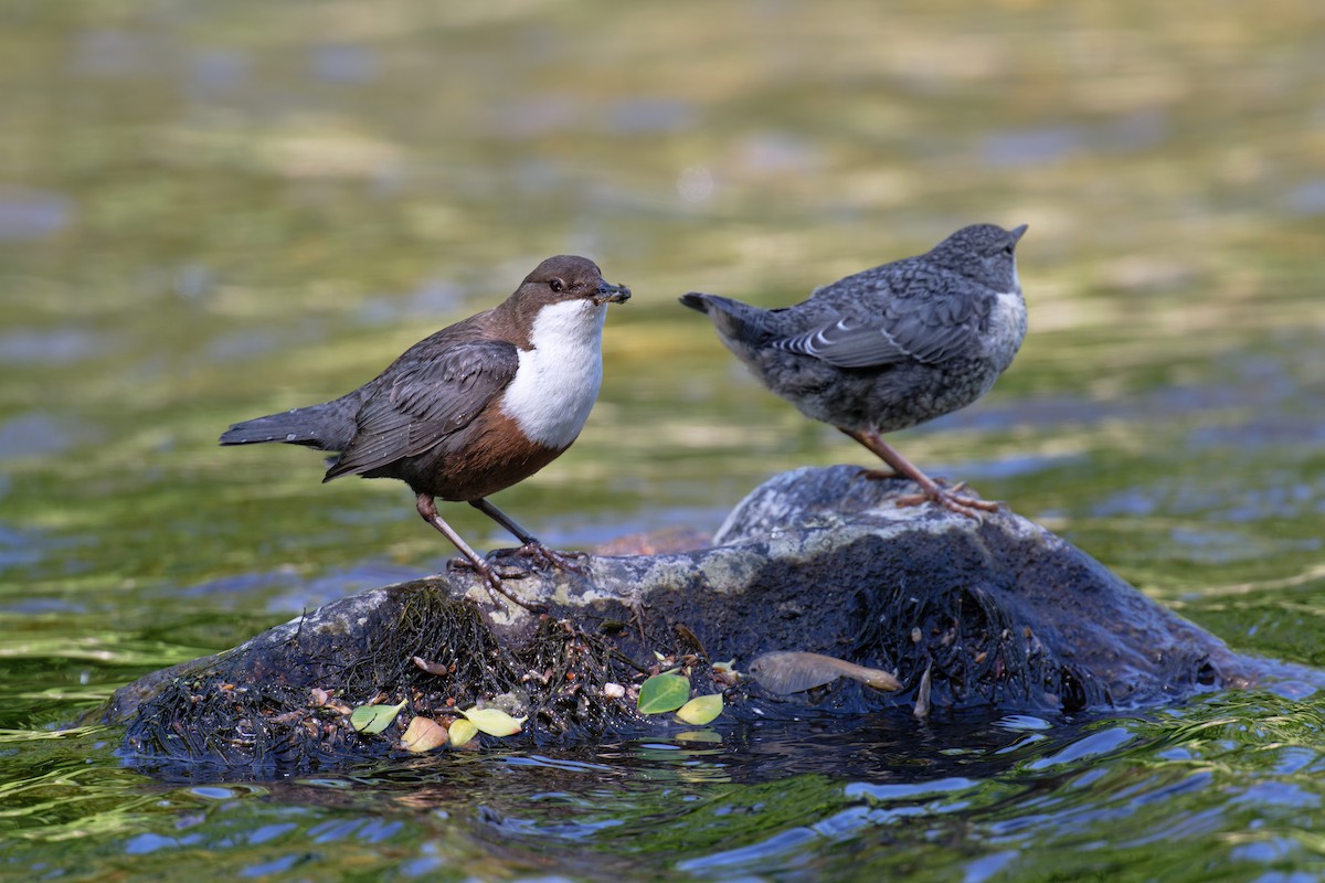 skorec vodní - ML646468999