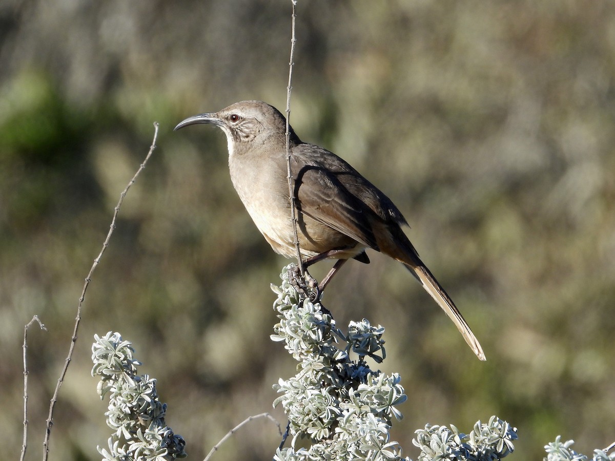 California Thrasher - ML646469001
