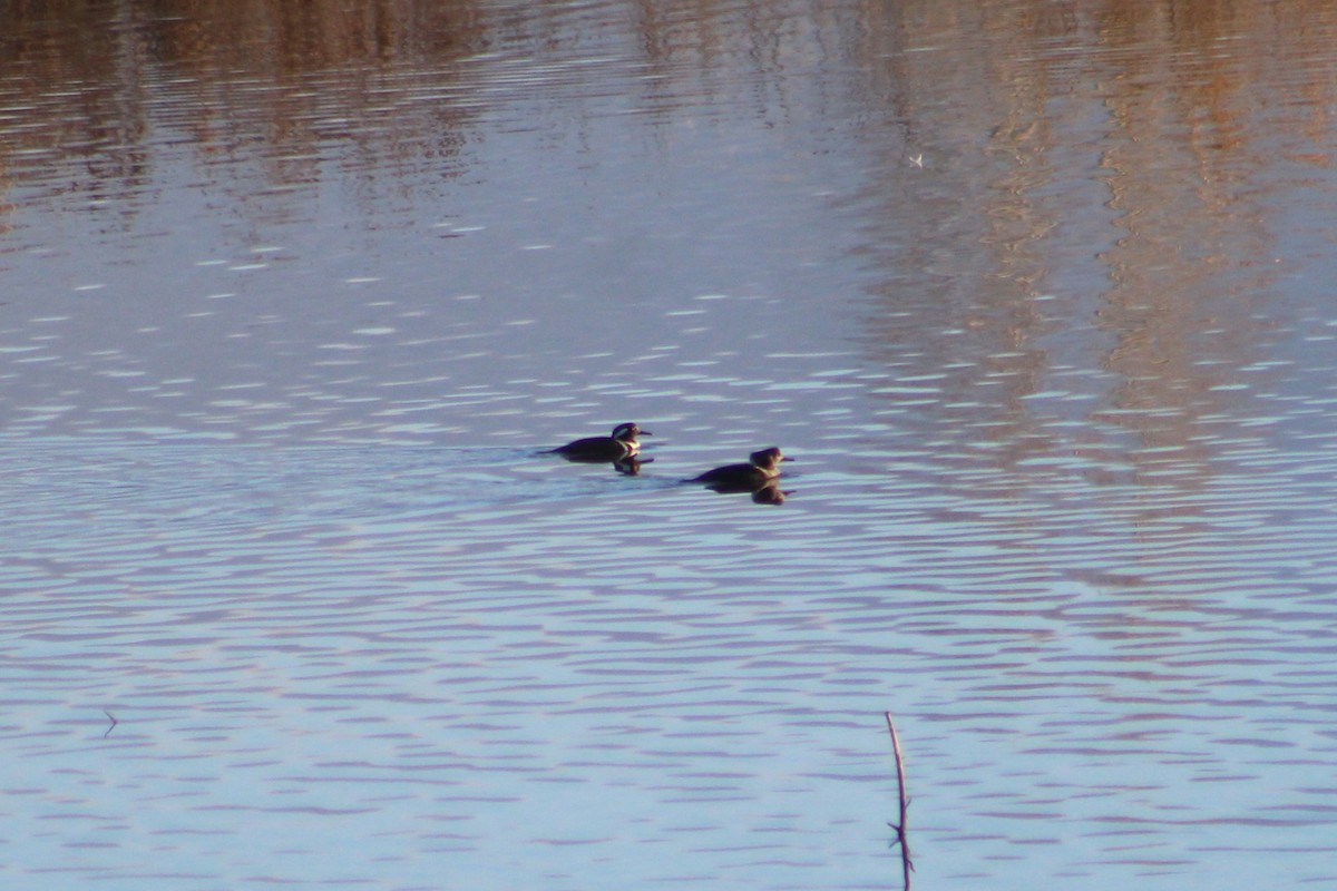 Hooded Merganser - ML646469003