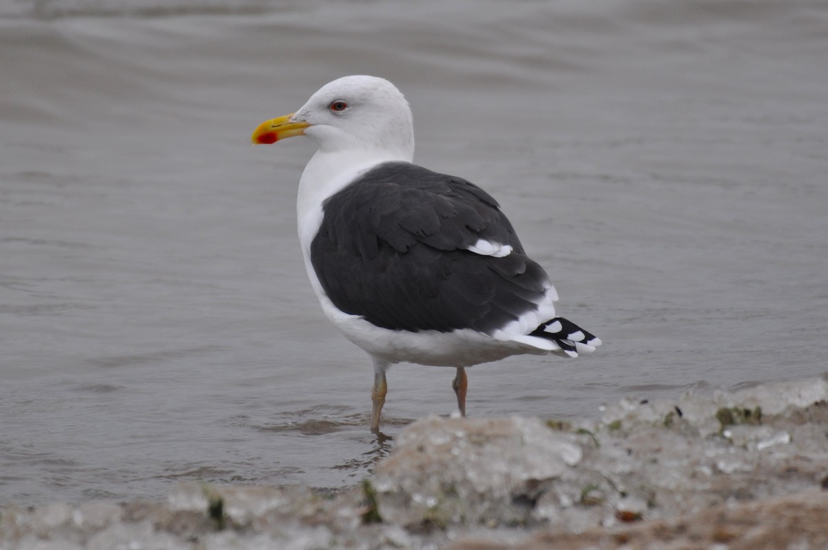 Goéland marin - ML646469005