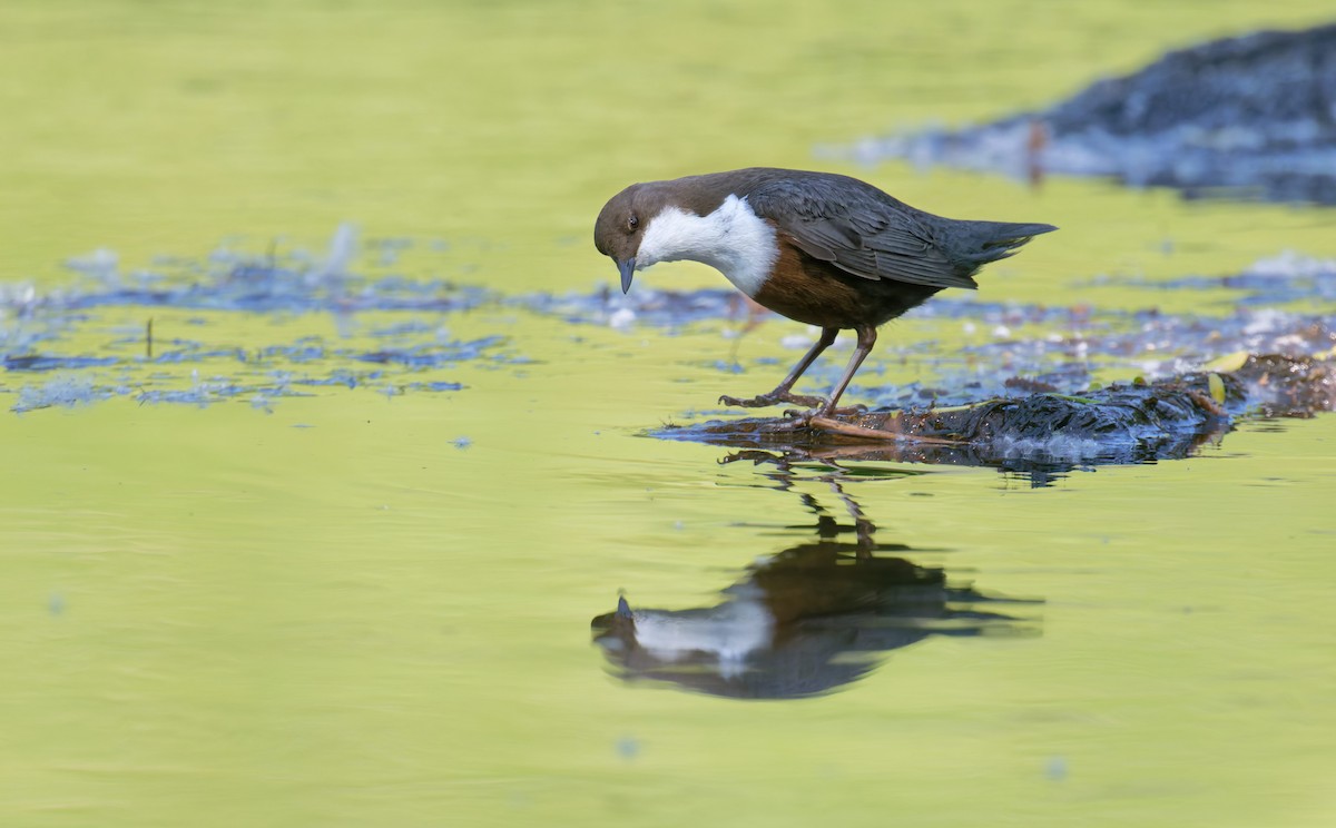 skorec vodní - ML646469006