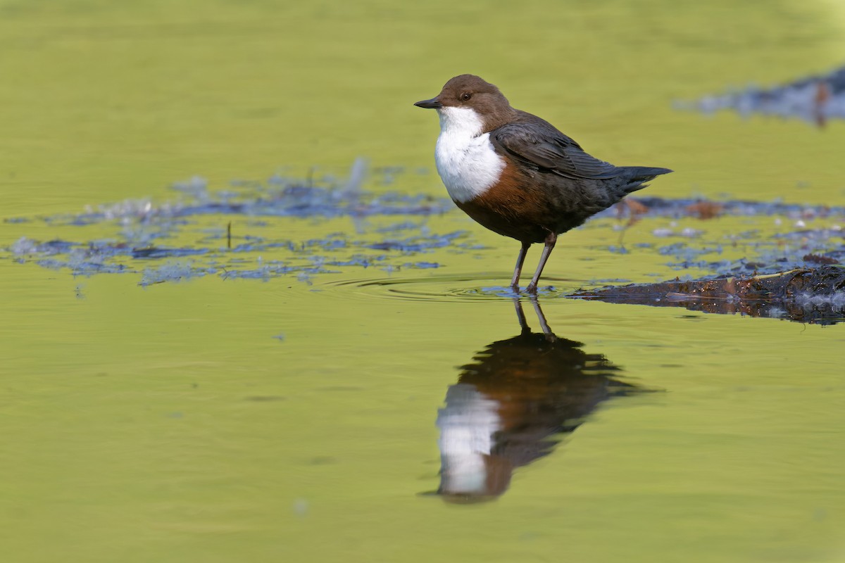 skorec vodní - ML646469007