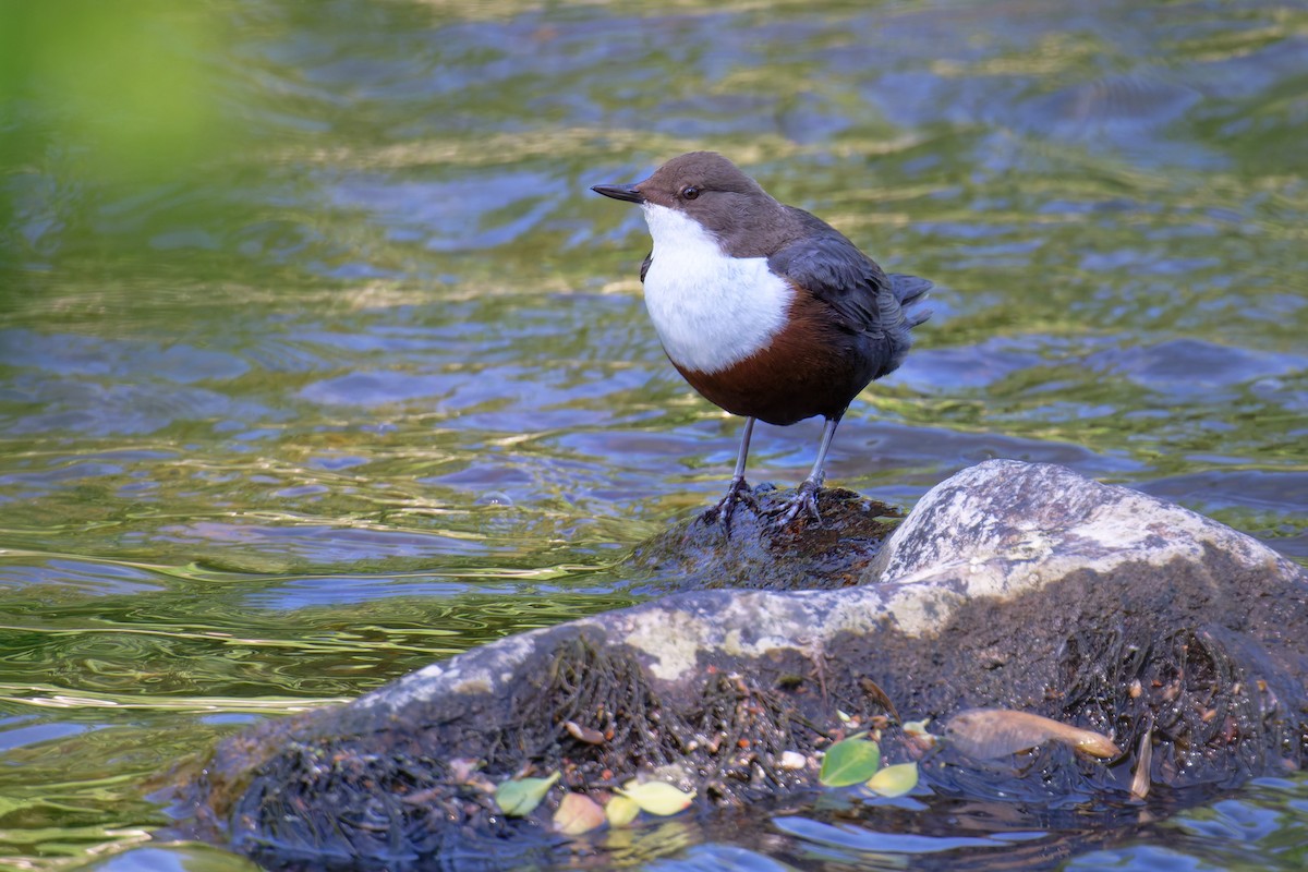 skorec vodní - ML646469008