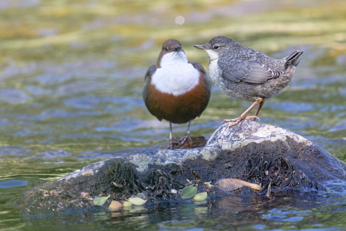 skorec vodní - ML646469009